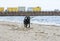 Black Labrador fetching stick on beach