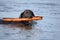 Black Labrador fetching a stick in the water