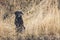 Black Labrador in Field