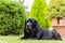 Black labrador in the garden