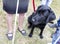 Black labrador guide dog