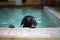 A black Labrador guide dog is swimming