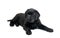 Black labrador isolated