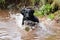 Black Labrador jumping into the water