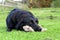 Black Labrador lying on the grass with a cuddly toy
