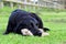 Black Labrador lying on the grass with a cuddly toy