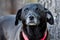 Black Labrador mixed breed dog