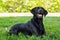 Black Labrador Posing for the Camera