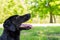 Black Labrador Posing for the Camera