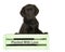 Black labrador puppy dog in a green crate