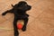 Black labrador puppy with orange ball. Black puppy lies on floor