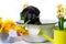 Black labrador puppy playfully has a sunflower in his mouth