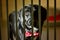 Black labrador with red bow tie locked in the cage