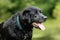 Black Labrador Reriever - Happy, Wet, Panting Dog