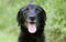Black Labrador Retiever mixed breed dog
