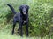 Black Labrador Retiever mixed breed dog