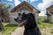 Black labrador retreiver dog enjoys a day at Bannack Ghost Town, a pet friendly park in the state of Montana