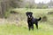 Black Labrador Retreiver dog with hunter orange collar