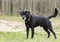 Black Labrador Retreiver dog with hunter orange collar