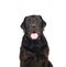 Black labrador retreiver portrait