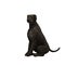 Black Labrador Retriever - 02