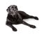 Black Labrador Retriever