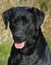 Black labrador retriever