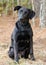 Black Labrador Retriever Adoption Photo