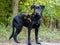 Black Labrador Retriever Adoption Photo