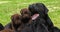 Black Labrador Retriever Bitch and Black and Brown Puppies on the Lawn, Yawning, Normandy, Slow Motion