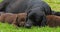 Black Labrador Retriever Bitch and Brown Puppies on the Lawn, Sleeping, Normandy,  Slow Motion