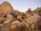 Black labrador retriever climbing among boulders in Yucca Valley California desert