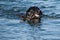 Black Labrador retriever dog fetching a stick from water
