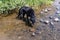 A black labrador retriever dog gets a drink from a creek while on a hike