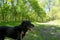 Black labrador retriever dog on a leash on a nature trail. Taken in Clifton French Regional Park in Plymouth Minnesota