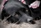 Black Labrador Retriever dog with sad eyes wearing American Flag bandana