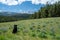 Black labrador retriever dog sits in a field of purple lupine wildflowers, with Loaf Mountain in background in Bighorn National