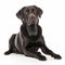 Black Labrador Retriever dog sitting on a white background with its front legs stretched out and its hind legs tucked under