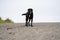 Black labrador retriever dog stands and smiles on a sand dune on the beach on an overcast summer day, wearing his collar and leash