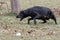 Black Labrador Retriever Fetches Ball