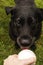 Black labrador retriever fetching ball