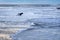 A black Labrador retriever fetching a ball in the surf.