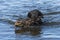 A Black Labrador Retriever fetching a stick
