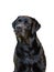 Black labrador retriever in front of a white background.