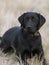 A Black Labrador Retriever laying down in the grass