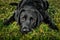 Black labrador retriever lying on the gras