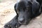 A black Labrador Retriever photo. Man\\\'s best friend. Adult Labrador face and paws.