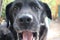 A black Labrador Retriever photo. Man\\\'s best friend. Adult Labrador face. Tongue.