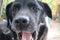 A black Labrador Retriever photo. Man\\\'s best friend. Adult Labrador face. Tongue.