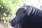 A black Labrador Retriever photo. Man\\\'s best friend. Adult Labrador nose and ear.